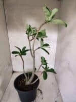 Planta Dobrada 3800 – 50cm – 04 anos - Imagem 4