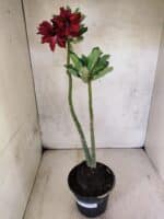 Planta Dobrada 3801 – 35cm – 03 anos - Imagem 2