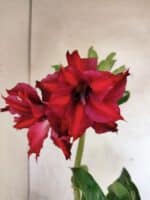 Planta Dobrada 3801 – 35cm – 03 anos