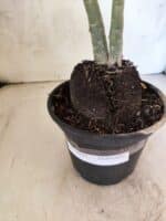 Planta Dobrada 3801 – 35cm – 03 anos - Imagem 6