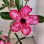 Planta Dobrada 3802 – 35cm – 03 anos