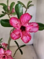 Planta Dobrada 3802 – 35cm – 03 anos