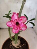 Planta Dobrada 3802 – 35cm – 03 anos - Imagem 4