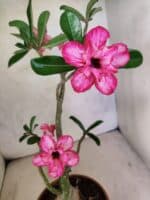 Planta Dobrada 3802 – 35cm – 03 anos - Imagem 5