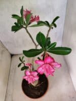 Planta Dobrada 3802 – 35cm – 03 anos - Imagem 6