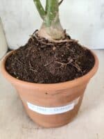 Planta Dobrada 3802 – 35cm – 03 anos - Imagem 9