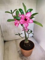 Planta Dobrada 3802 – 35cm – 03 anos - Imagem 7