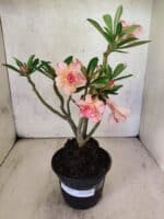 Planta Dobrada 3803 – 30cm – 02 anos - Imagem 2