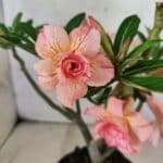 Planta Dobrada 3803 – 30cm – 02 anos