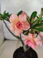 Planta Dobrada 3803 – 30cm – 02 anos