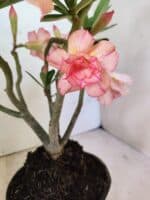 Planta Dobrada 3803 – 30cm – 02 anos - Imagem 3