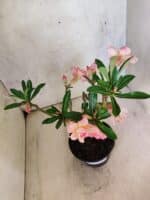 Planta Dobrada 3803 – 30cm – 02 anos - Imagem 6