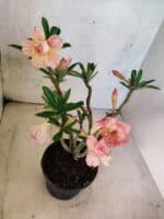 Planta Dobrada 3803 – 30cm – 02 anos - Imagem 5