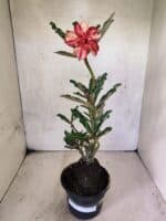 Planta Dobrada 3804 – 35cm – 03 anos - Imagem 2
