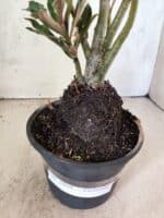 Planta Dobrada 3804 – 35cm – 03 anos - Imagem 6