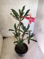 Planta Dobrada 3804 – 35cm – 03 anos - Imagem 5