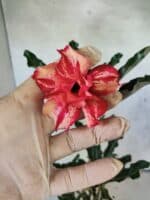 Planta Dobrada 3804 – 35cm – 03 anos