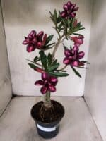 Planta Dobrada 3805 – 35cm – 03 anos - Imagem 2