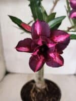 Planta Dobrada 3805 – 35cm – 03 anos - Imagem 3