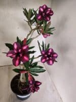 Planta Dobrada 3805 – 35cm – 03 anos