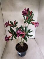 Planta Dobrada 3805 – 35cm – 03 anos - Imagem 4