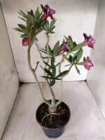 Planta Dobrada 3805 – 35cm – 03 anos - Imagem 6