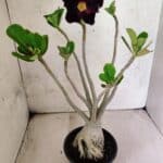 Planta Dobrada 3806 – 35cm – 03 anos