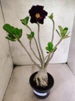 Planta Dobrada 3806 – 35cm – 03 anos