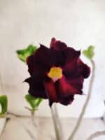 Planta Dobrada 3806 – 35cm – 03 anos - Imagem 3