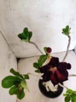 Planta Dobrada 3806 – 35cm – 03 anos - Imagem 4