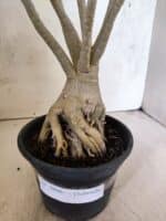 Planta Dobrada 3806 – 35cm – 03 anos - Imagem 5