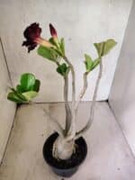 Planta Dobrada 3806 – 35cm – 03 anos - Imagem 7