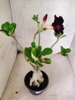 Planta Dobrada 3806 – 35cm – 03 anos - Imagem 6