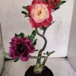 ENXERTO 12556 – 30cm (cor LM 913 e LM 973)