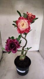 ENXERTO 12556 – 30cm (cor LM 913 e LM 973)