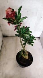 ENXERTO 12556 – 30cm (cor LM 913 e LM 973) - Imagem 11