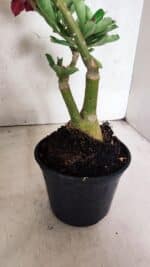 ENXERTO 12556 – 30cm (cor LM 913 e LM 973) - Imagem 10