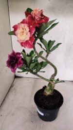 ENXERTO 12556 – 30cm (cor LM 913 e LM 973) - Imagem 5