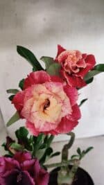 ENXERTO 12556 – 30cm (cor LM 913 e LM 973) - Imagem 7