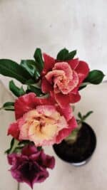 ENXERTO 12556 – 30cm (cor LM 913 e LM 973) - Imagem 4