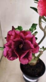 ENXERTO 12556 – 30cm (cor LM 913 e LM 973) - Imagem 3