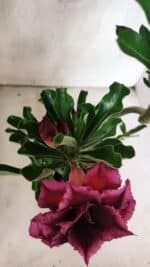 ENXERTO 12556 – 30cm (cor LM 913 e LM 973) - Imagem 6