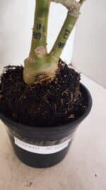 ENXERTO 12556 – 30cm (cor LM 913 e LM 973) - Imagem 9