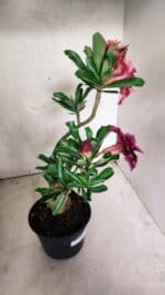 ENXERTO 12556 – 30cm (cor LM 913 e LM 973) - Imagem 13