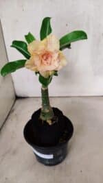 ENXERTO 12557 – 20cm (cor LM 1013) - Imagem 2