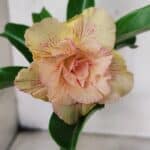 ENXERTO 12557 – 20cm (cor LM 1013)