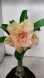 ENXERTO 12557 – 20cm (cor LM 1013)