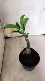 ENXERTO 12557 – 20cm (cor LM 1013) - Imagem 4