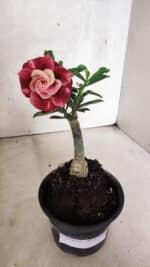 ENXERTO 12558 – 20cm (cor LM 481) - Imagem 2