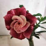 ENXERTO 12558 – 20cm (cor LM 481)